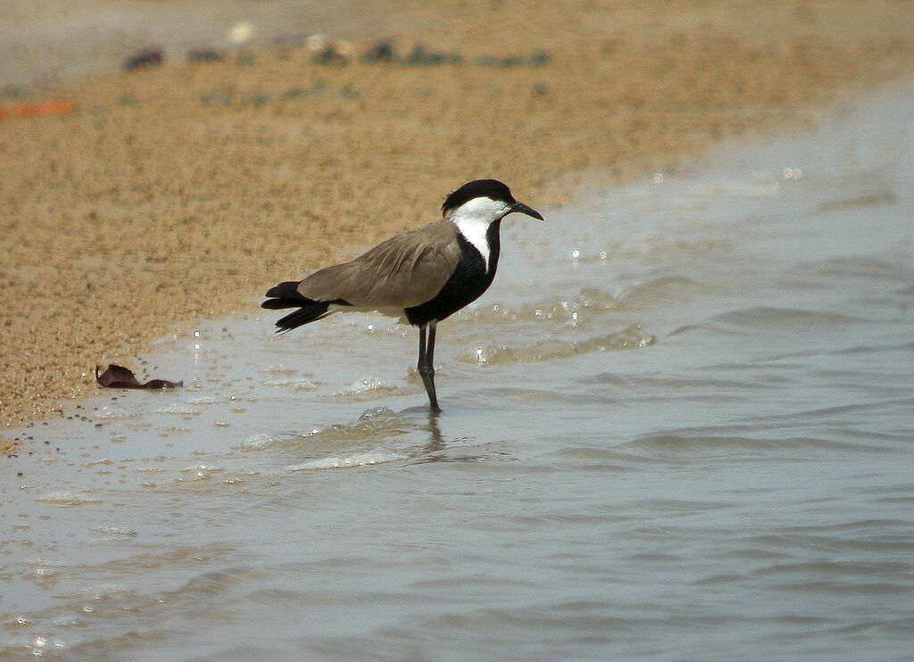 Spur-winged Lapwing