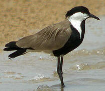 Spur-winged Lapwing