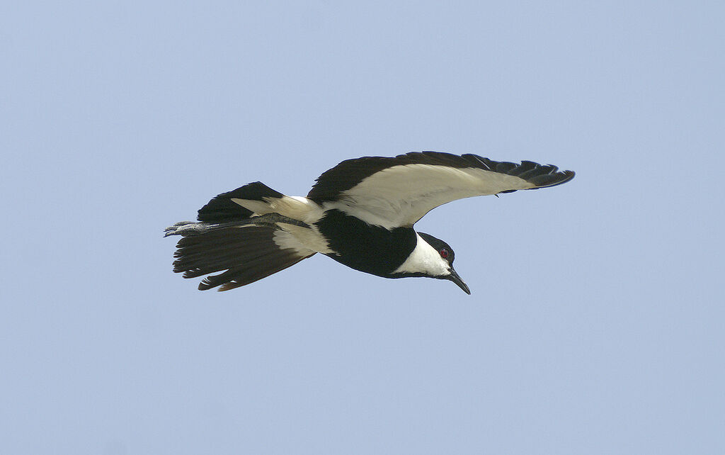 Spur-winged Lapwing