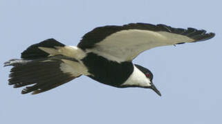 Spur-winged Lapwing