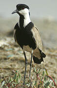 Spur-winged Lapwing