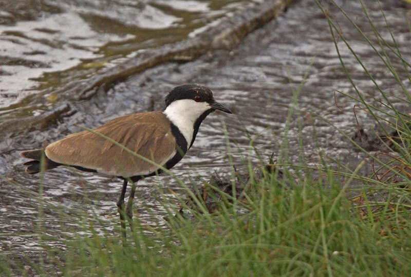 Spur-winged Lapwing