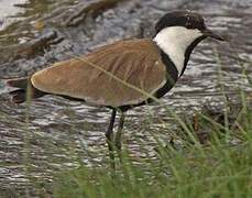 Spur-winged Lapwing