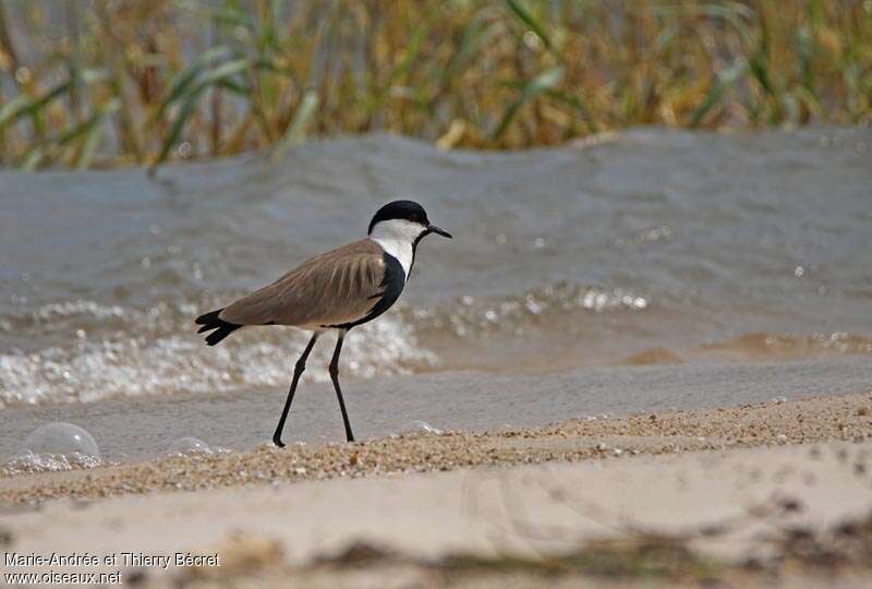 Spur-winged Lapwing