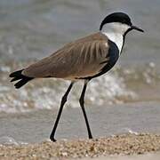 Spur-winged Lapwing