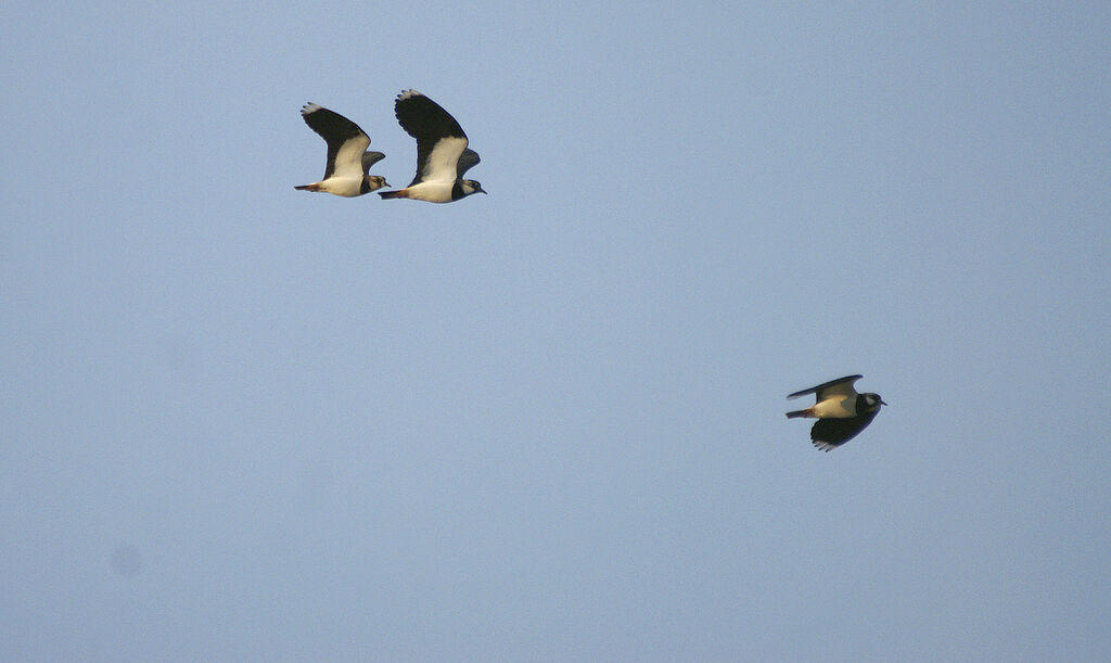 Northern Lapwing