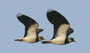 Northern Lapwing