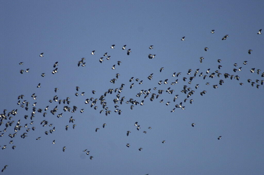 Northern Lapwing