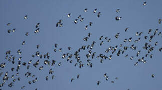 Northern Lapwing