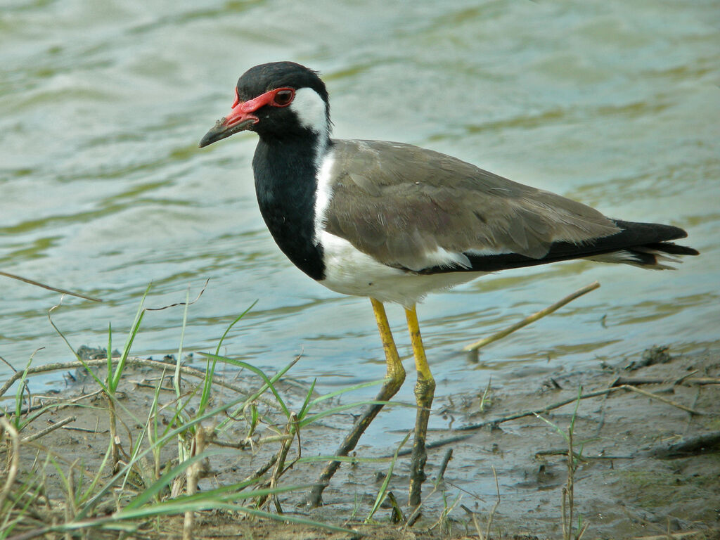 Red-wattled Lapwing