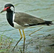 Red-wattled Lapwing