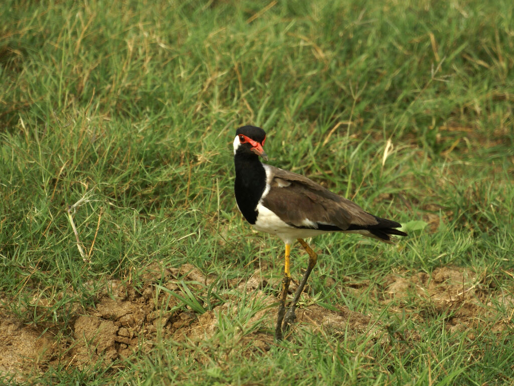 Red-wattled Lapwing