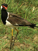 Red-wattled Lapwing