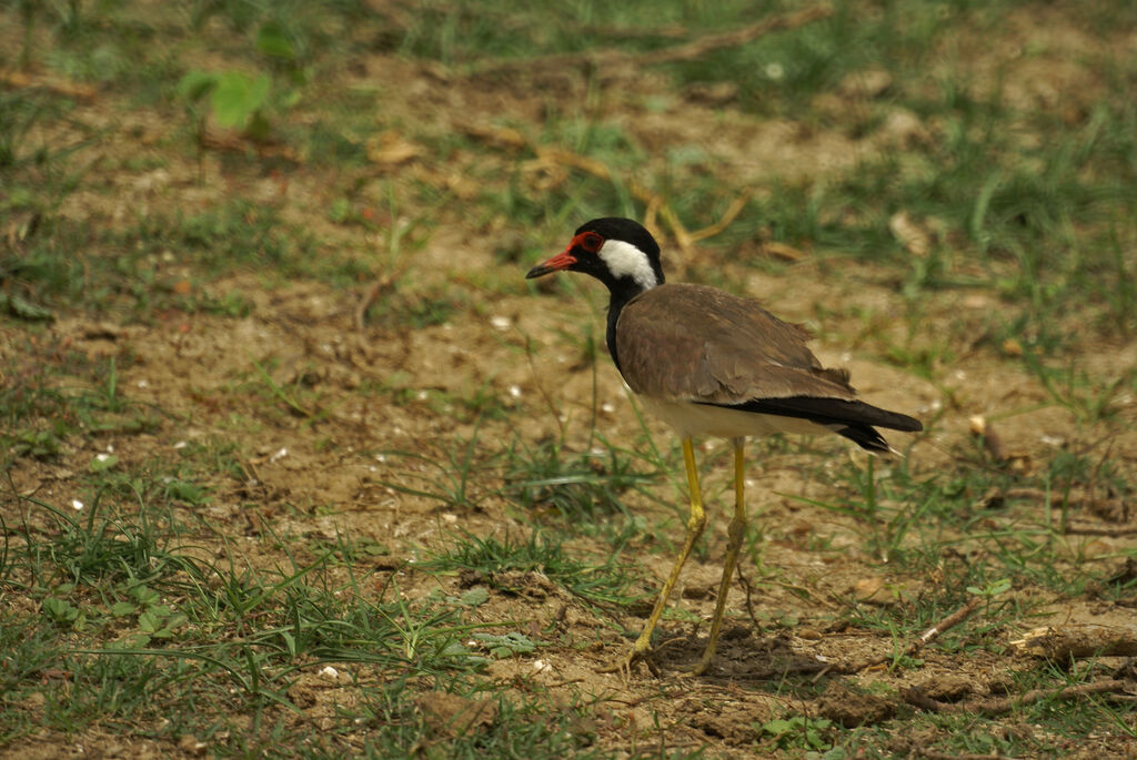 Red-wattled Lapwing