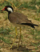 Red-wattled Lapwing