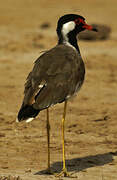 Red-wattled Lapwing