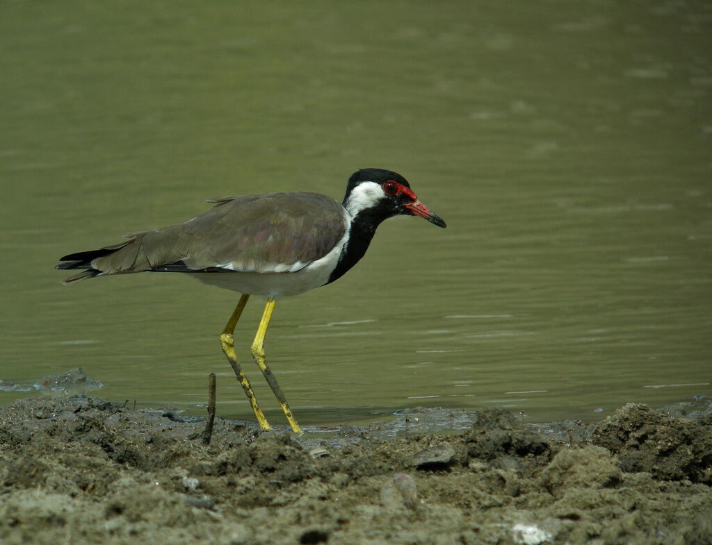 Red-wattled Lapwing