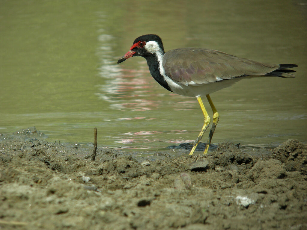 Red-wattled Lapwing