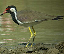 Red-wattled Lapwing