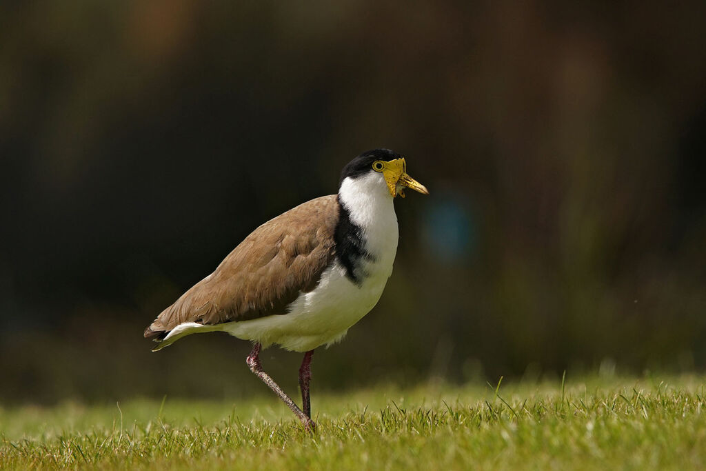 Masked Lapwingadult