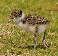 Masked Lapwing