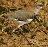 Southern Lapwing