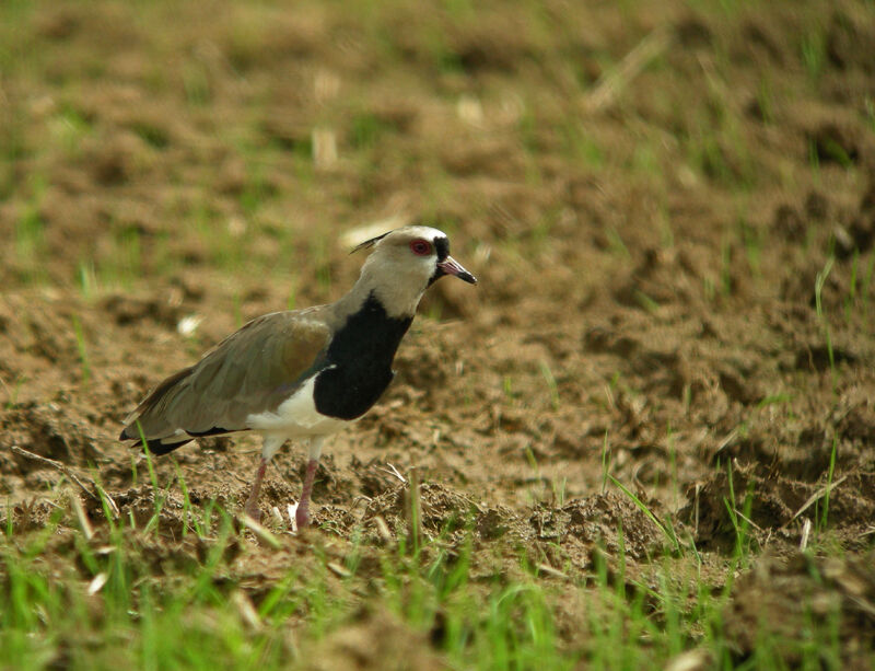 Southern Lapwing