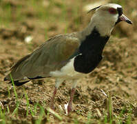 Southern Lapwing