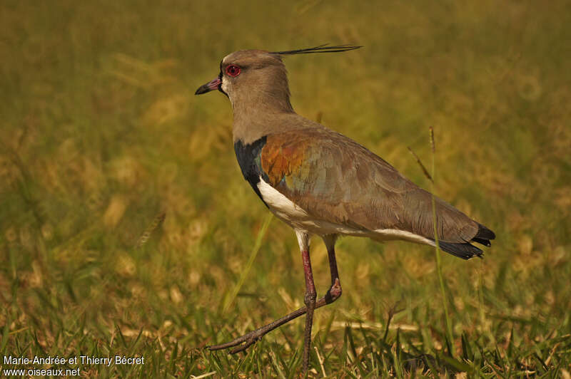 Southern Lapwingadult, identification