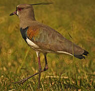 Southern Lapwing