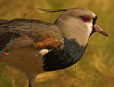 Southern Lapwing