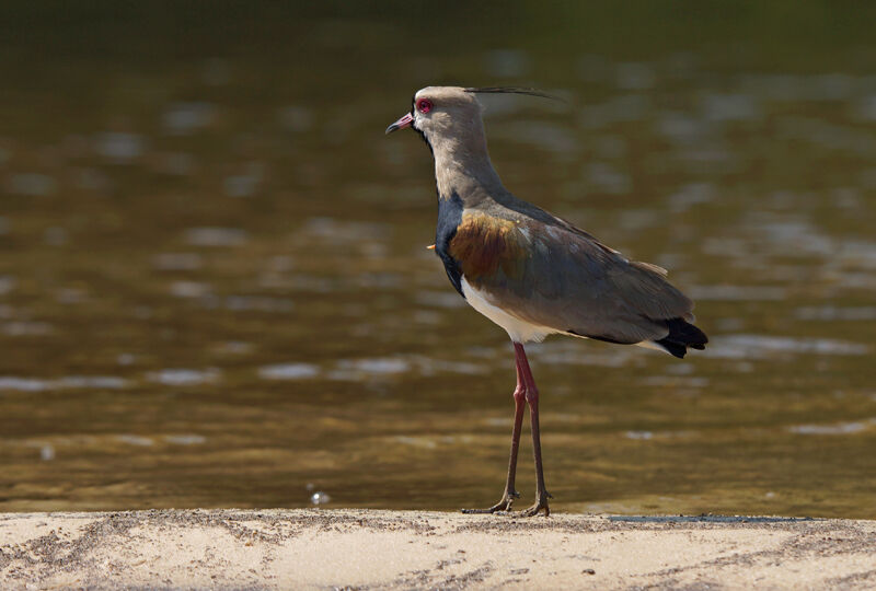 Southern Lapwing