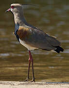 Southern Lapwing