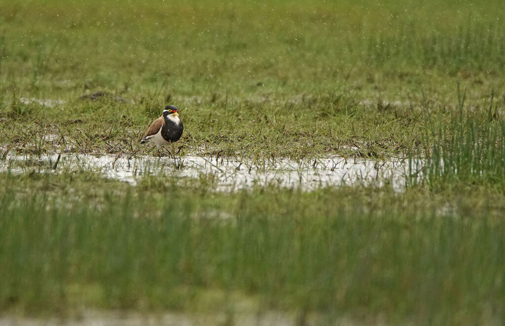 Banded Lapwing