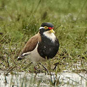 Banded Lapwing