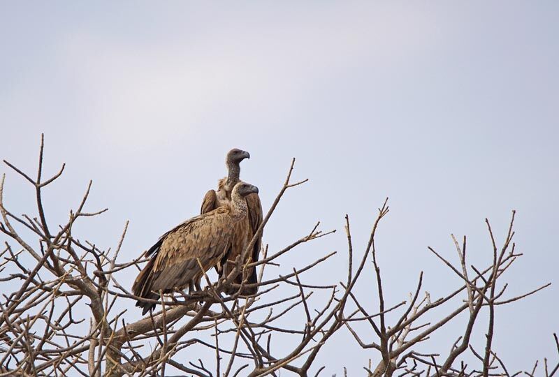 White-backed Vulture