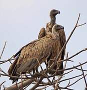 White-backed Vulture