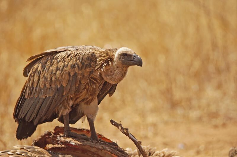 White-backed Vulture