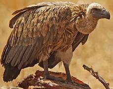 White-backed Vulture