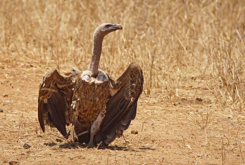 White-backed Vulture