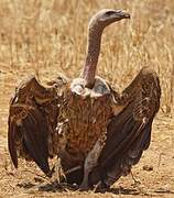 White-backed Vulture