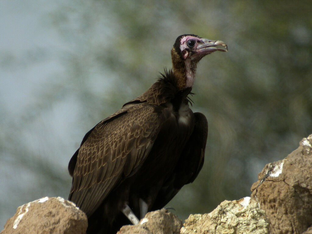 Vautour charognard