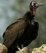 Hooded Vulture