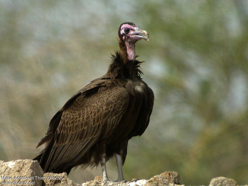Hooded Vultureimmature, identification