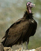 Hooded Vulture