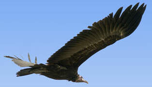 Hooded Vulture