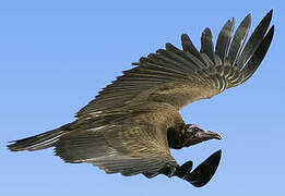 Hooded Vulture