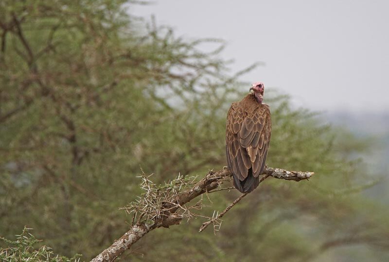 Hooded Vulture