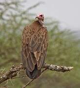 Hooded Vulture