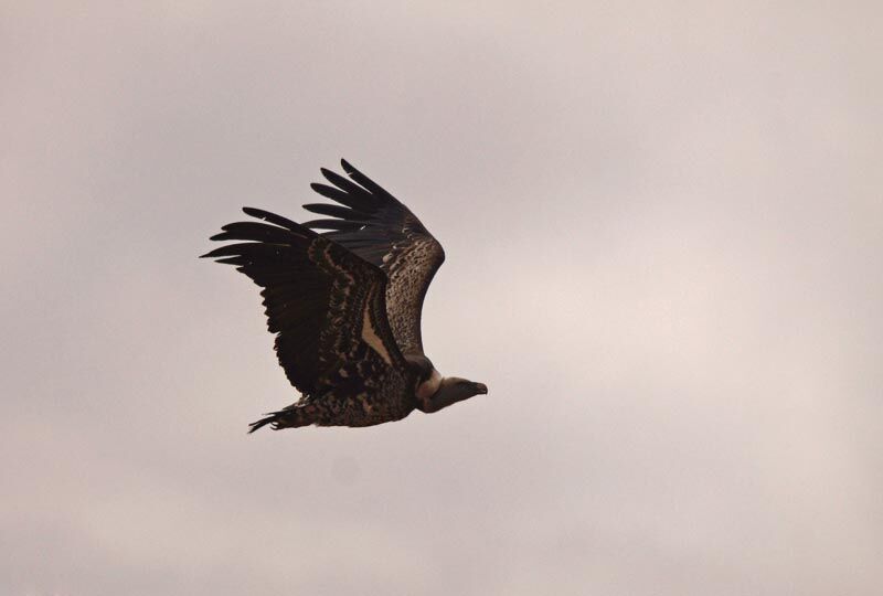 Rüppell's Vulture